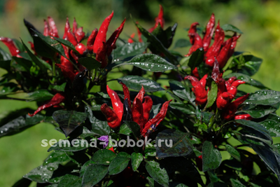 Перец острый Purple Maui, 10 шт