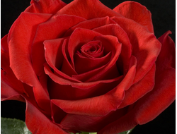 Фридом, Ч/Г. Hans Jurgen Evers.