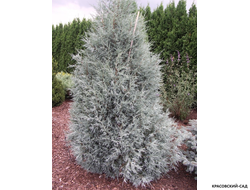 Можжевельник обыкновенный Мейер в сетке и мешковине готова к доставке - Красовский-Сад.рф