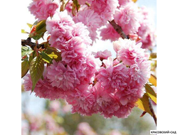 Вишня Кику-Шидаре - Kiku-Shidare