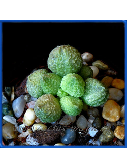 Adromischus marianiae 'herrei' green