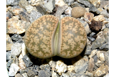 Lithops gesinae v. annae C078
