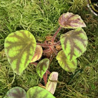 Бегония Quadrialata Nimbaensis