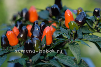 Перец острый NuMex Halloween, 10 шт