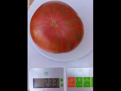 Томат Козула 127