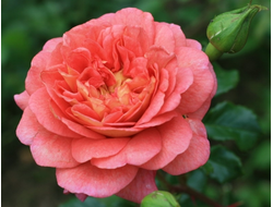 Кристофер Марлоу (Christopher Marlowe)