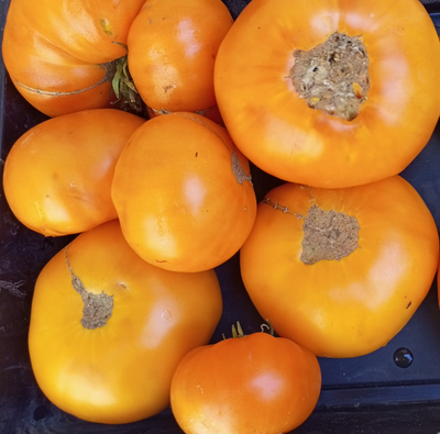 Томат Шелленберга Любимые (Schellenberg’s Favorite)