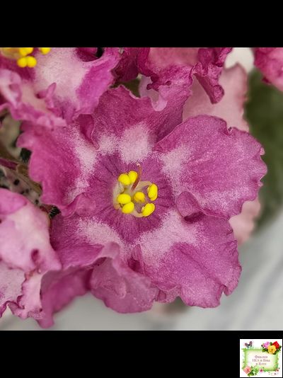 Aftershock (P. Sorano)