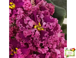 ЛФ-Дарья (Л.Федосеева) 2017 г.