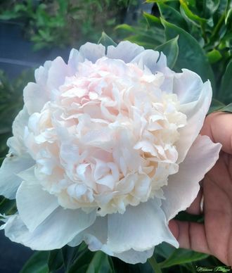 Paeonia Mr. Ed