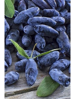 Жимолость Фиалка