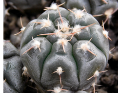 Gymnocalycium prochazkianum VG-345 (D=20мм)
