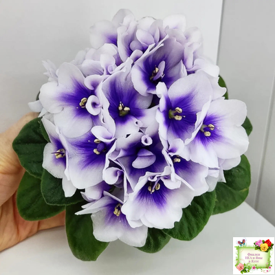 ЛЕ-Мятная Прохлада (Е. Лебецкая) 2019 г.