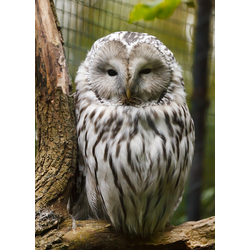 D0223 Мудрая сова