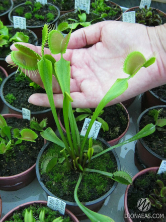 Dionaea muscipula Darwin