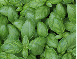 Базилик Тонус