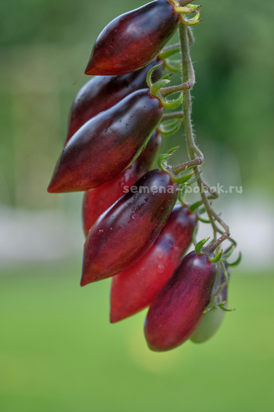 Томат Сливка-Гурман