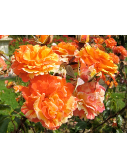 Оранж Энд Лемон (Oranges and Lemons)