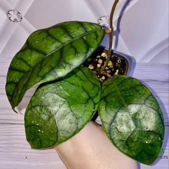 14/02/2025 hoya callistophylla No.2