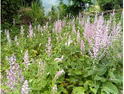 Шалфей мускатный (Salvia sclarea), цветущие верхушки, Индия (5 мл) - 100% натуральное эфирное масло