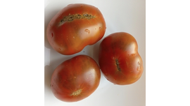 Гном Пит Вайпер