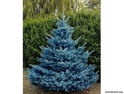 Голубая Ель - Blue spruce