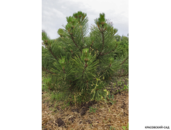 Сосна Пирамидалис - Pyramidalis