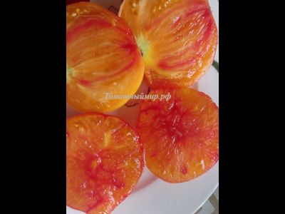 Томат Помаранч (Pomaranch)