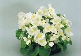 Бегония вечно цветущая  Begonia semp Highlight White кассета 4 ячейки