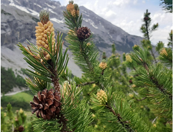 Сосна горная (Pinus mugo) 5 мл - 100% натуральное эфирное масло