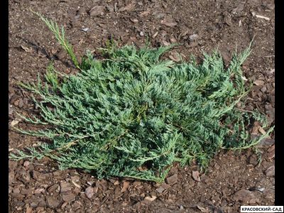 Можжевельник горизонтальный Джейд Ривер