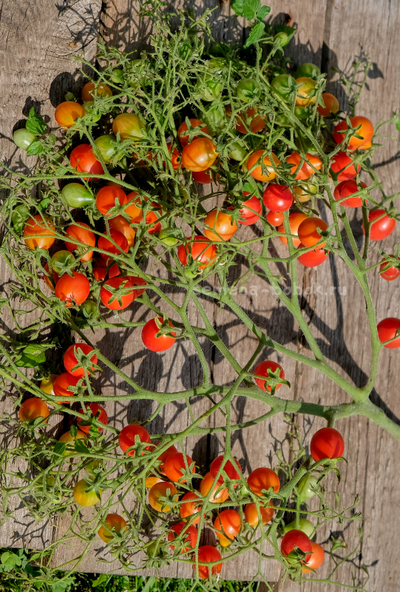 Томат Red Cluster Pear (Кисть Красных Груш), 10 шт