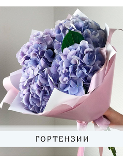 Гортензии