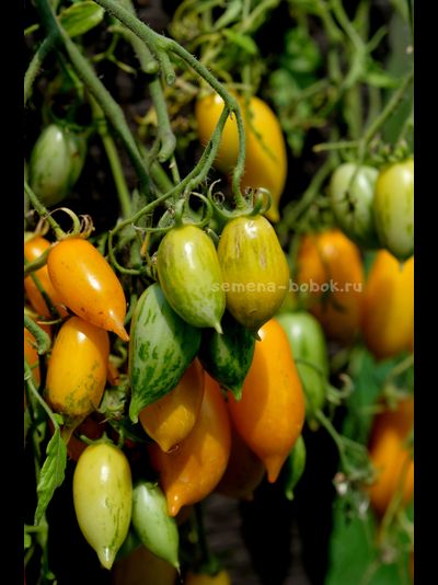 Томат Guinel Yellow (Гуинель жёлтый), 10 шт