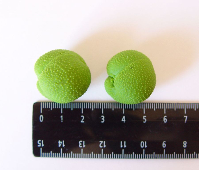 Набор силиконовых молдов "Маковка+Бутоны мака"