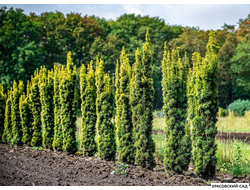 Тисс ягодный Фастигиата - Fastigiata