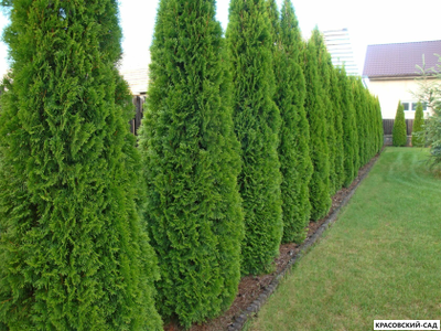 Туя Колумна - Columna