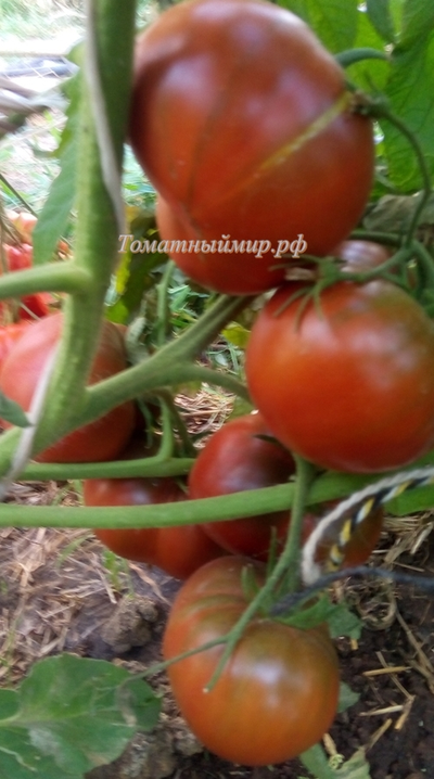 Томат Шоколадная амазонка (Amazon Chocolate, США)
