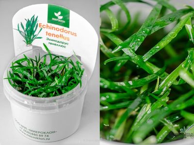 Echinodorus tenellus