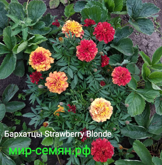 Бархатцы отклоненные Strawberry Blonde, 10 семян
