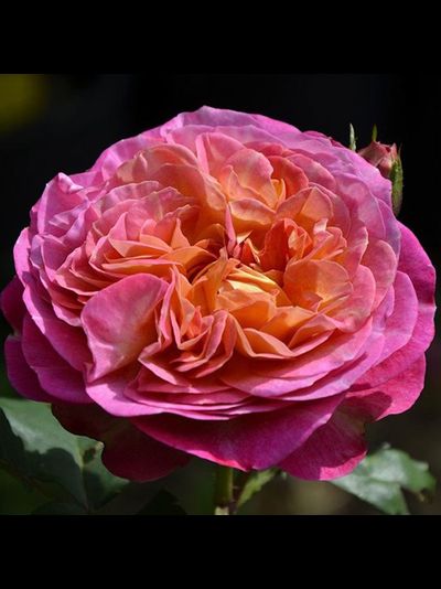 Сентенер Де Лей-Ле (Centenaire de L'Hay-Les)