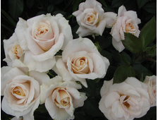 Лионс Роуз (Lions Rose) роза, ЗКС
