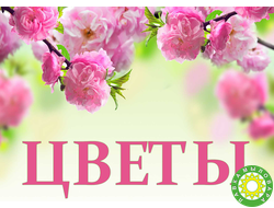 Цветы