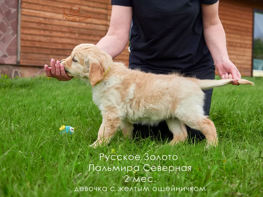 2 месяца. Девочка ЖЕЛТЫЙ ошейничек