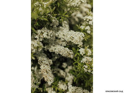 Спирея серая Грефшейм - Grefsheim в форме шара