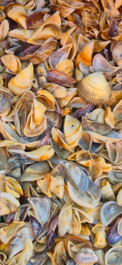 Каспийская морская ракушка