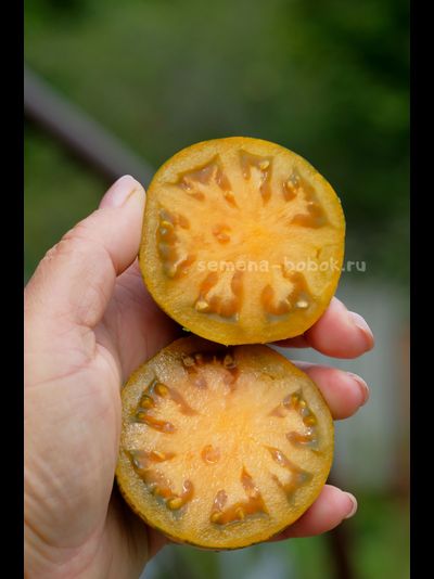 Томат Babylons Glow (Гном Сияние Вавилона), 10 шт