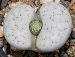 Lithops gracilidelineata (*streyi) C373 - 10 семян