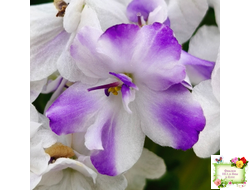 LV-Яночка (Л. Шевелева) 2023 г. трейлер (пасынок-стартер сорт посажен 10.07.25)