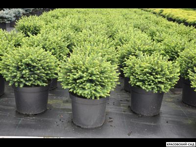 Ель Карел - Karel